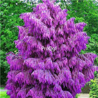 19usd Ngryise 9000Pcs A Set Purple Pinus seed