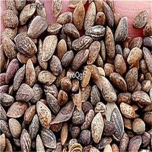 19usd Ngryise 9000Pcs A Set Purple Pinus seed