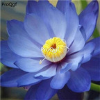 12usd Ngryise 100Pcs A Set Blue Lotus Aquatic seed