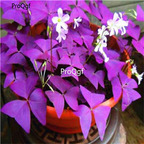 20usd Ngryise 50Pcs A Set purple leaf oxalis flower bulb