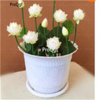 12usd Ngryise 100Pcs A Set White Lotus Aquatic seed
