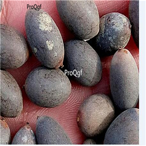 12usd Ngryise 100Pcs A Set White Lotus Aquatic seed