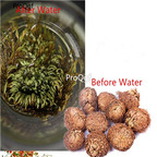9.9usd Ngryise 20Pcs A Set Magic Resurrection plant