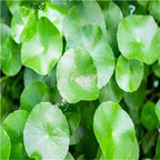 19usd Ngryise 6000Pcs A Set Centella asiatica  seed