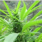 19usd Ngryise 2000Pcs A Set Female semen seed