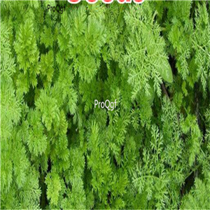 19usd Ngryise 9000Pcs A Set Artemisia annua berry  seed