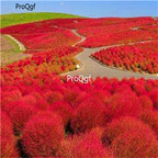 19usd ngryise 9000Pcs A Set Bath Salts Ground cover kochia seed