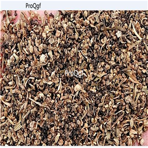 19usd ngryise 9000Pcs A Set Bath Salts Ground cover kochia seed