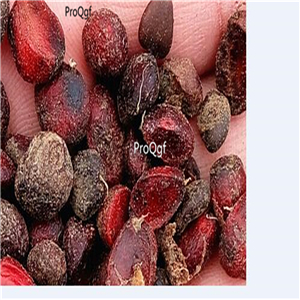 19usd Ngryise 500Pcs A Set Magnolia liliiflora seed