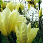 19usd Ngryise 500Pcs A Set Magnolia liliiflora seed
