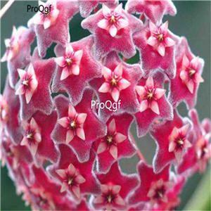 19usd Ngryise 1000Pcs A Set Hoya orchid seed
