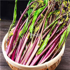 19usd Ngryise 9000Pcs A Set purple cabbage seed