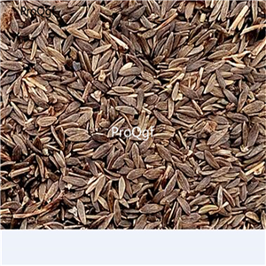 19usd Ngryise 9000Pcs A Set purple cabbage seed