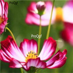 19usd Ngryise 8000Pcs A Set Mexico cosmos  seed