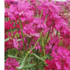19usd Ngryise 9000Pcs A Set Deer Resistant Lobularia maritima seed