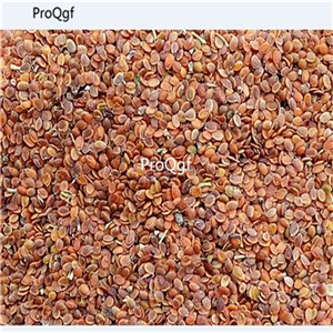 19usd Ngryise 9000Pcs A Set Deer Resistant Lobularia maritima seed