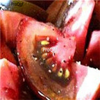 19usd Ngryise 9000Pcs A Set dark purple tomato seed
