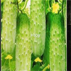19usd Ngryise 6000Pcs A Set autumn Fruit cucumber seed