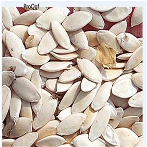 19usd Ngryise 6000Pcs A Set autumn Fruit cucumber seed