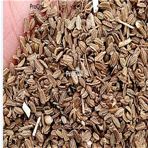 19usd Ngryise 8000Pcs A Set Red Samurai Daucus carota carrot seed