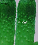 19usd Ngryise 3000Pcs A Set  Autumn Dry Cucumber seed