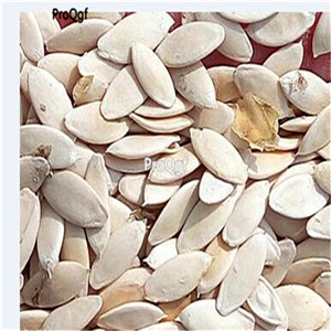 19usd Ngryise 3000Pcs A Set  Autumn Dry Cucumber seed