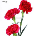 19usd Ngryise 8000Pcs A Set carnation color bright red seed