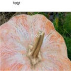 19usd Ngryise 500Pcs A Set  Chinese pumpkin Balcony seed