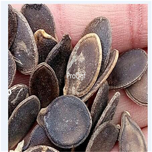19usd Ngryise 500Pcs A Set  Chinese pumpkin Balcony seed