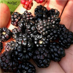 19usd Ngryise 8000Pcs A Set  Sweet Fruity Wild Anatolian BlackBerry  seed