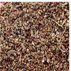 19usd Ngryise 8000Pcs A Set  Sweet Fruity Wild Anatolian BlackBerry  seed