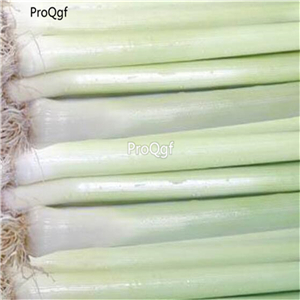 19usd Ngryise 8000Pcs A Set  white leek seed