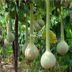 19usd Ngryise 500Pcs A Set Dipper Ornament Water Loofah  seed