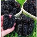 19usd Ngryise 8000Pcs A Set Raspberry Blackberry  seed
