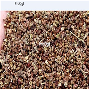 19usd Ngryise 8000Pcs A Set Raspberry Blackberry  seed