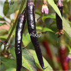 19usd Ngryise 6000Pcs A Set  Pointed Black Pepper  seed