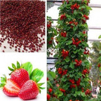 19usd Ngryise 8000Pcs A Set German Strawberry  seed