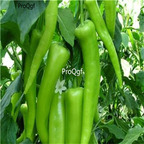 19usd Ngryise 6000Pcs A Set Sweet Charleston Pepper  seed