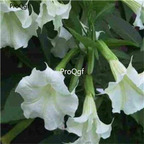 19usd Ngryise 6000Pcs A Set Trumpet Angel Trumpet  seed