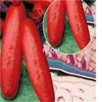 19usd Ngryise 6000Pcs A Set Red Cucumber  seed