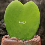 19usd Ngryise 500Pcs A Set Heart leaf Hoya  seed