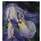 19usd Ngryise 1000Pcs A Set Iris SS - Butterfly Phalaenopsis  seed