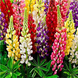 19usd Ngryise 500Pcs A Set when grow as photo show different species