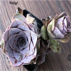 19usd Ngryise 1000Pcs A Set greenovia seed