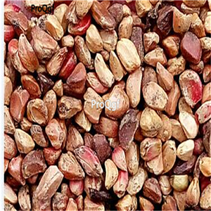 19usd Ngryise 1000Pcs A Set greenovia seed