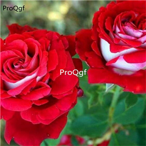 19usd Ngryise 2000Pcs A Set Rose double color seed