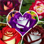 19usd Ngryise 2000Pcs A Set Rose double color seed