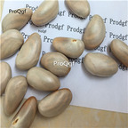 39.9usd Ngryise 15Pcs A Set Artocarpus heterophyllus Jackfruit seed