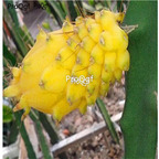29usd Prodgf 2000Pcs A Set Dragon Fruit Hylocereus Undatus For Yellow Pitahaya seed