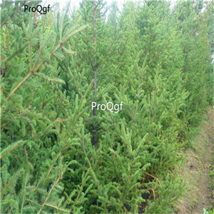 19usd Ngryise 8000Pcs A Set Salts Spruce seed
